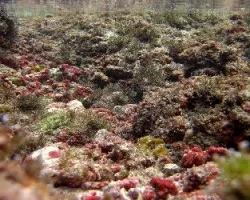 En el Mundo del Coral