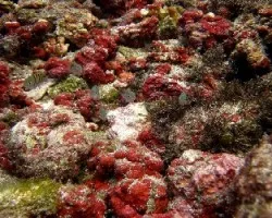 En el Mundo del Coral 2