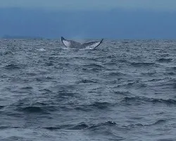 Gigantes del Mar