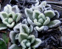 Flora Congelada