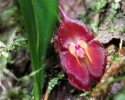 Mariposa hecha Orquídea