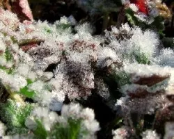 Cristales Efímeros