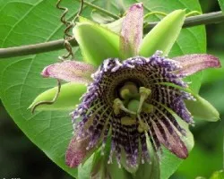 Flor con Sabor Tropical