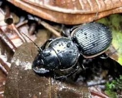 Mandíbulas Poderosas