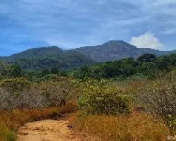 Tonos de un Bosque Seco