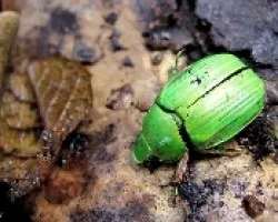 Escarabajo Fosforescente