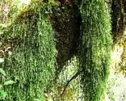 Musgo en Cascada ?