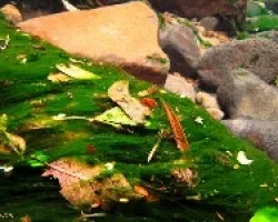 Un Otoño bajo el Agua