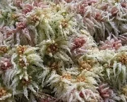 Sphagnum en Tonos Pastel