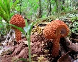 Gemelos Texturizados