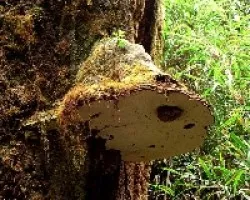 El Papá de los Hongos