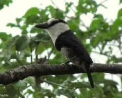 Notharchus macrorhynchos
