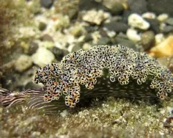 Nudibranquio en las Murciélagos