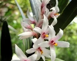 Orquídea Silvestre