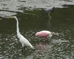 Ardea alba, Platalea ajaja, Egretta tricolor