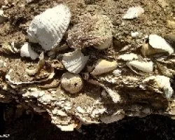 Tesoros Marinos