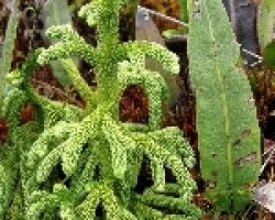 Arbolito Miniatura