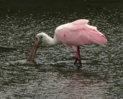 Platalea ajaja