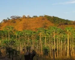 Papayales en Guarial