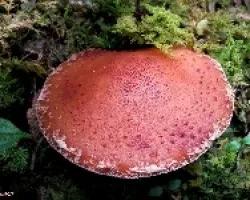 Hongo Panqueque