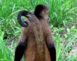 Primate Erguido