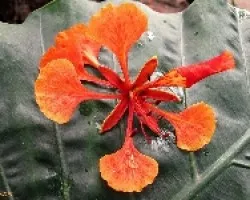 Flor del Golfo