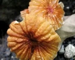 Sombrillas Arrugadas