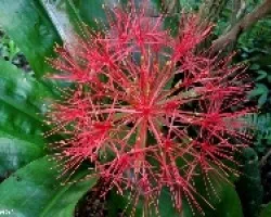 Esfera Roja