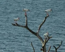 Eudocimus albus