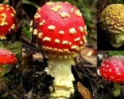 Regresaron los Amanitas