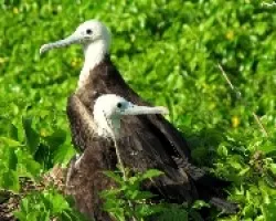 Fregata magnificens