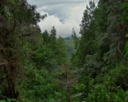 Un Claro en el Bosque