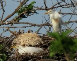Garzas en su Nido