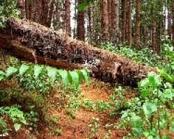 Sendero con Aroma a Pino