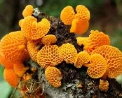 Texturas y Formas en Naranja