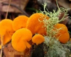 Texturas y Formas en Naranja 2