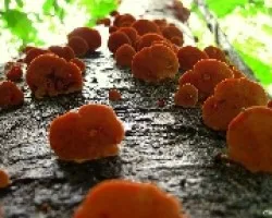 Invasión Naranja