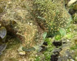 Nudibranquios Voraces