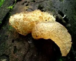 Orejas Acarameladas