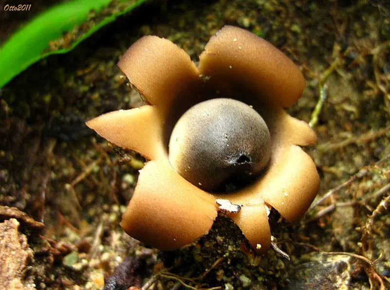 Foto