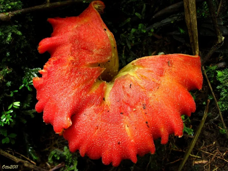 Foto