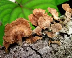 Abanicos en el Bosque