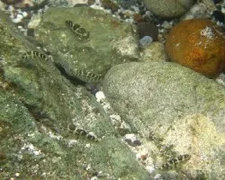 Habitantes Entre Mareas