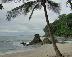 Sombrita de Palmeras