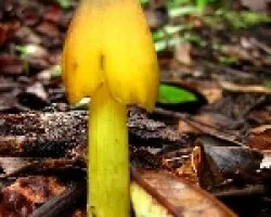 Amarillo Solitario