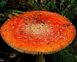 Amanita Impresionante