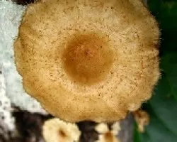 Una Sombrilla de Pelos