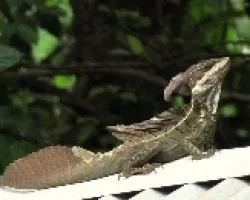 Saurio en el Tejado
