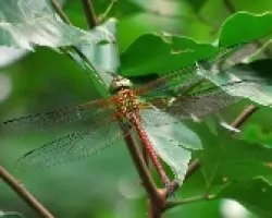 Libélula