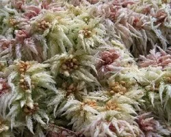 Sphagnum Multicolor